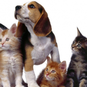 Ветеринарная клиника «НИКА», отзывы сотрудников, Московская область, г. Мытищи, ул. Юбилейная, 36